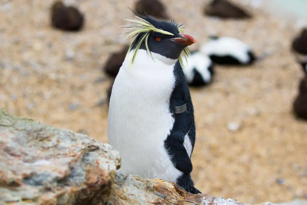 The rockhopper penguin deals